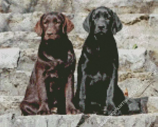 Black Vs Chocolate Labrador Dogs Diamond Painting