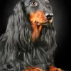 Black Wiener Dog Long Hair Diamond Painting