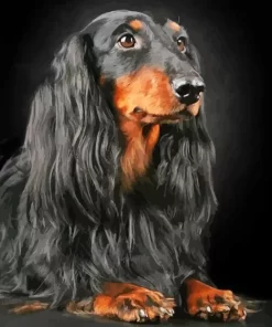 Black Wiener Dog Long Hair Diamond Painting