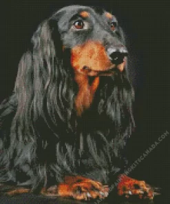 Black Wiener Dog Long Hair Diamond Painting