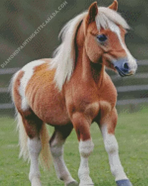 Blond Hair Horse Pony Diamond Painting