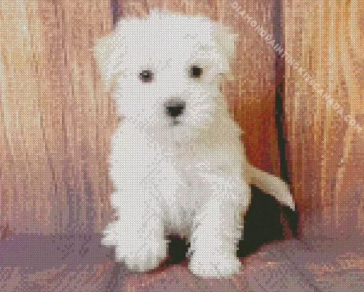 Blond Morkie Diamond Painting