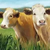 Blonde Cows Diamond Painting