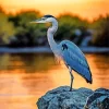 Everglades Heron Bird Diamond Painting