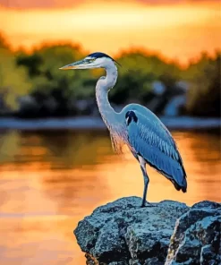 Everglades Heron Bird Diamond Painting