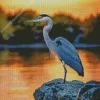 Everglades Heron Bird Diamond Painting