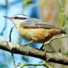 Female Nuthatch Bird Art Diamond Painting