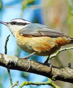 Female Nuthatch Bird Art Diamond Painting