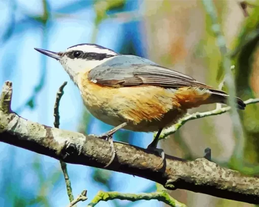 Female Nuthatch Bird Art Diamond Painting