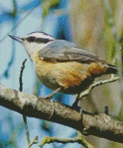 Female Nuthatch Bird Art Diamond Painting