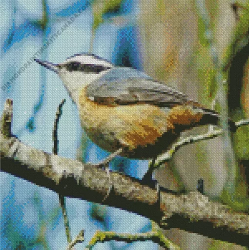 Female Nuthatch Bird Art Diamond Painting