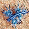 Glaucus Atlanticus Diamond Painting