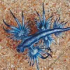 Glaucus Atlanticus Diamond Painting