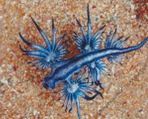 Glaucus Atlanticus Diamond Painting