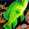 Green Fish Diamond Painting