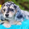 Grey Spotted Dachshund Puppy Diamond Painting