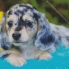 Grey Spotted Dachshund Puppy Diamond Painting