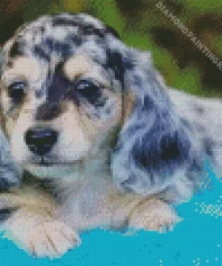 Grey Spotted Dachshund Puppy Diamond Painting