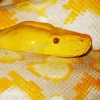 Yellow Burmese Python Diamond Painting