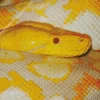 Yellow Burmese Python Diamond Painting