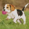 Beagle Hound Dog Diamond Painting