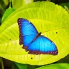 Blue And Black Butterflies On Leaf Diamond Painting