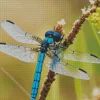 Blue And Black Dragonfly Diamond Painting