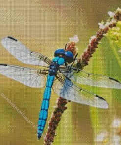 Blue And Black Dragonfly Diamond Painting