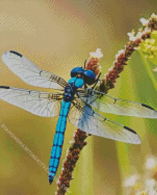 Blue And Black Dragonfly Diamond Painting