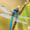 Blue And Black Dragonfly Diamond Painting