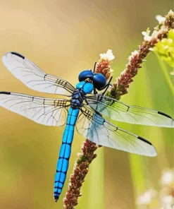 Blue And Black Dragonfly Diamond Painting