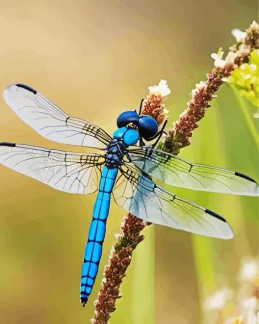 Blue And Black Dragonfly Diamond Painting