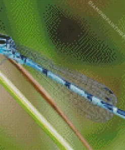 Blue And Black Dragonfly Insect Diamond Painting