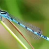 Blue And Black Dragonfly Insect Diamond Painting