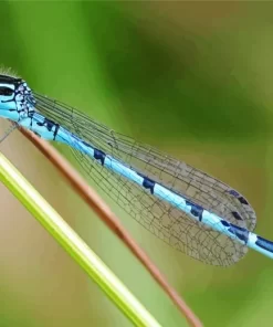 Blue And Black Dragonfly Insect Diamond Painting