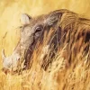 Common Warthog Diamond Painting