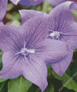 Platycodon Grandiflorus Diamond Painting