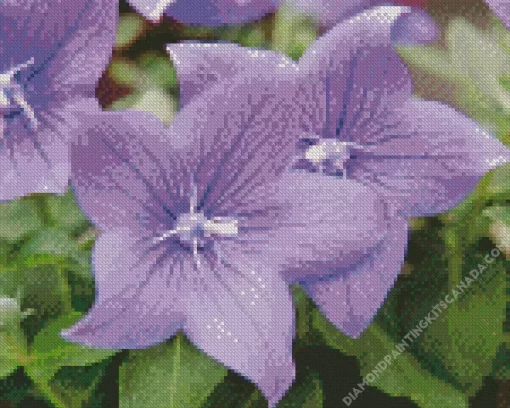 Platycodon Grandiflorus Diamond Painting