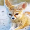 Wild Blond Fox Diamond Painting