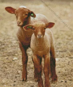 Baby Brown Lambs Diamond Painting