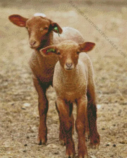 Baby Brown Lambs Diamond Painting