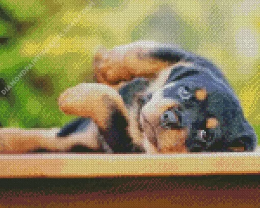 Baby Rottweiler Diamond Painting