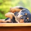 Baby Rottweiler Diamond Painting