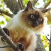 Balinese Cat Diamond Painting