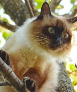 Balinese Cat Diamond Painting