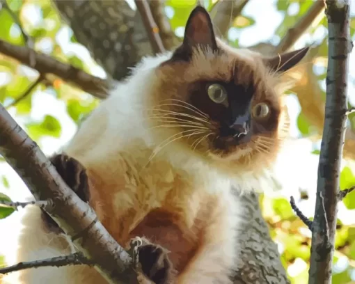 Balinese Cat Diamond Painting