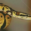 Ball Python Diamond Painting