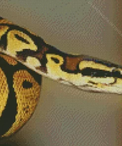 Ball Python Diamond Painting