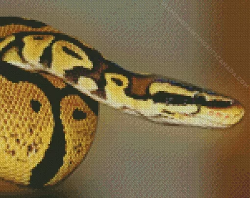 Ball Python Diamond Painting