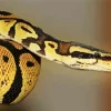 Ball Python Diamond Painting